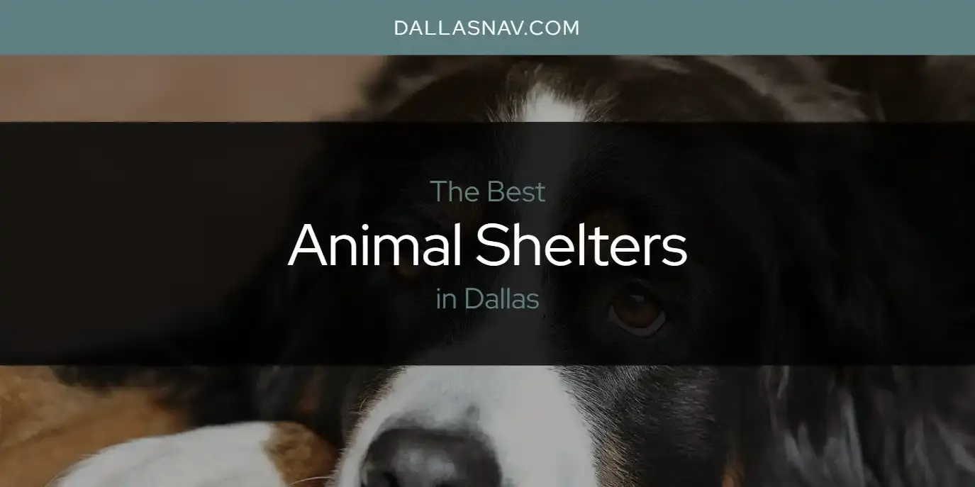 The Absolute Best Animal Shelters in Dallas  [Updated 2023]