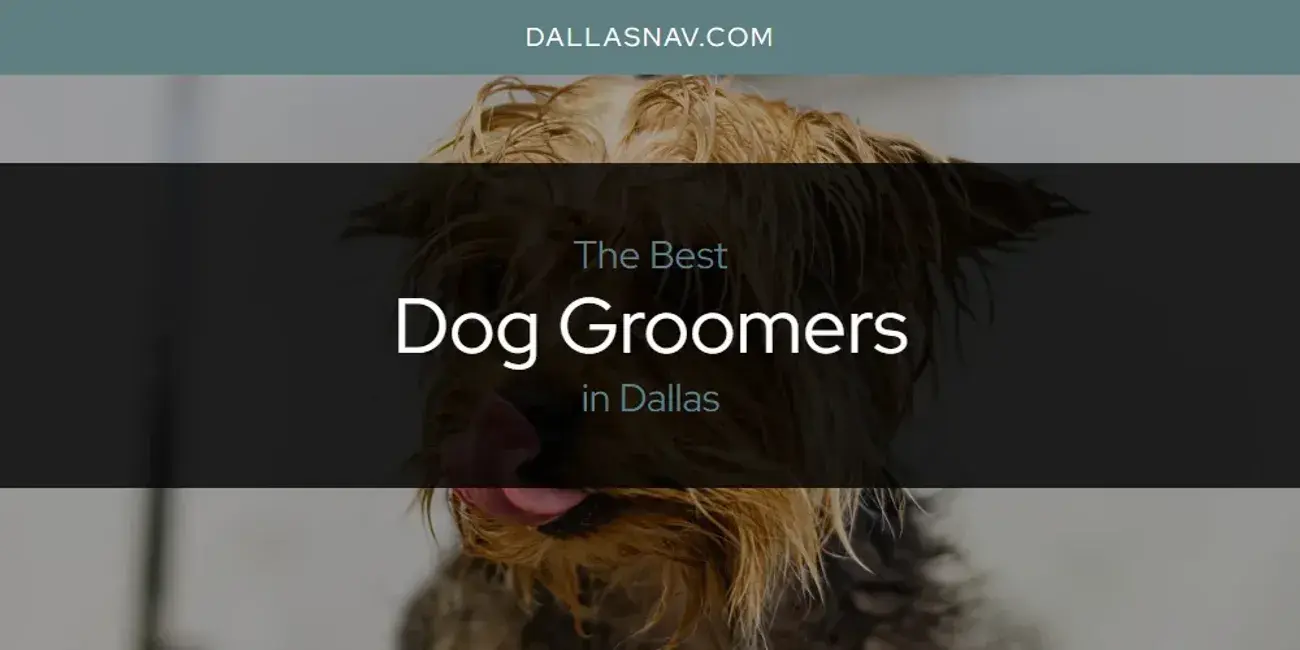 The Absolute Best Dog Groomers in Dallas  [Updated 2024]