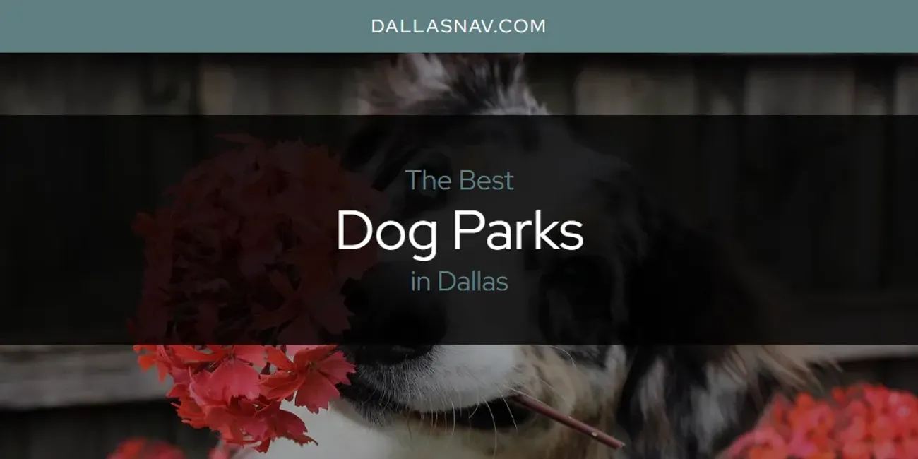 The Absolute Best Dog Parks in Dallas  [Updated 2025]